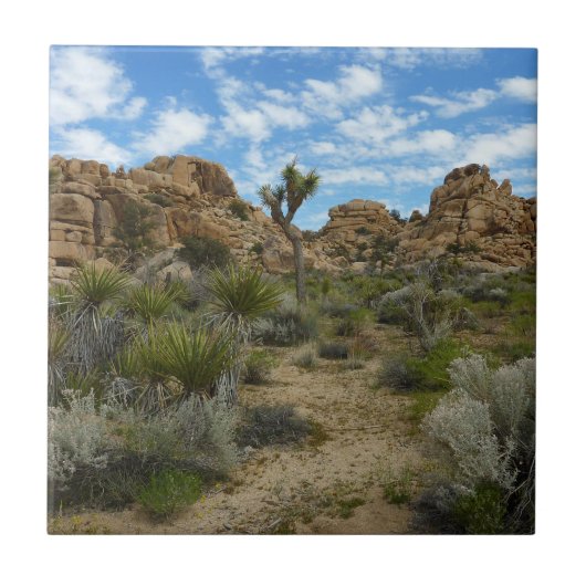 Barker Dam Loop Trail in het Joshua Tree National Tegeltje (Voorkant)