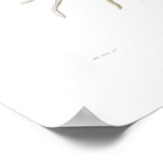 Barkeria spectabilis van Miss Drake. Poster (Hoek)