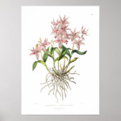 Barkeria spectabilis van Miss Drake. Poster (Voorkant)