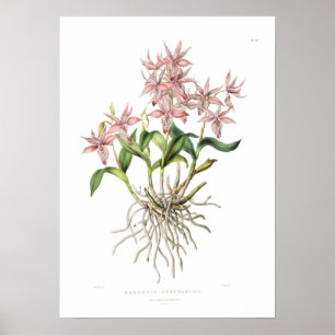 Barkeria spectabilis van Miss Drake. Poster