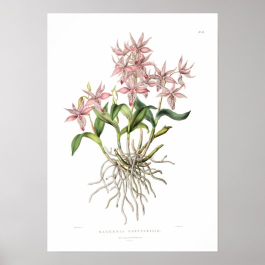 Barkeria spectabilis van Miss Drake. Poster (Voorkant)