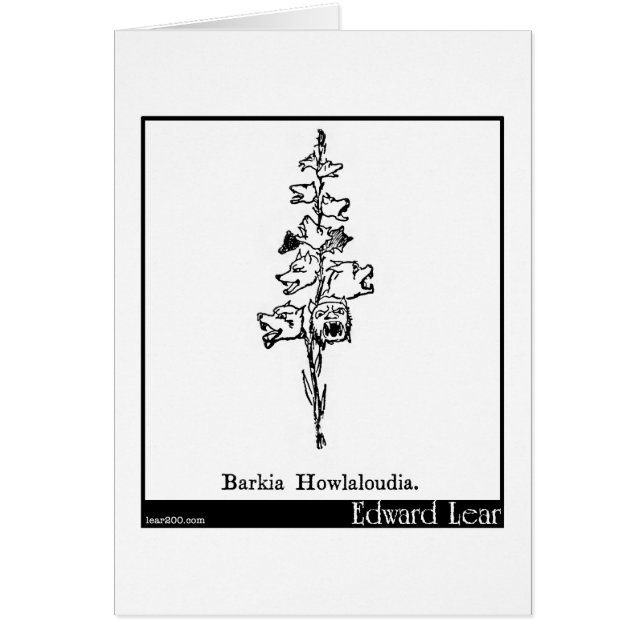 Barkia Howlaloudia. (Voorkant)