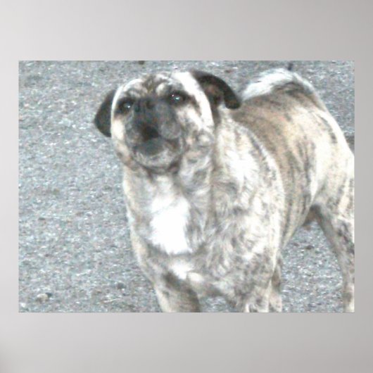 Barking Bull Dog Poster (Voorkant)