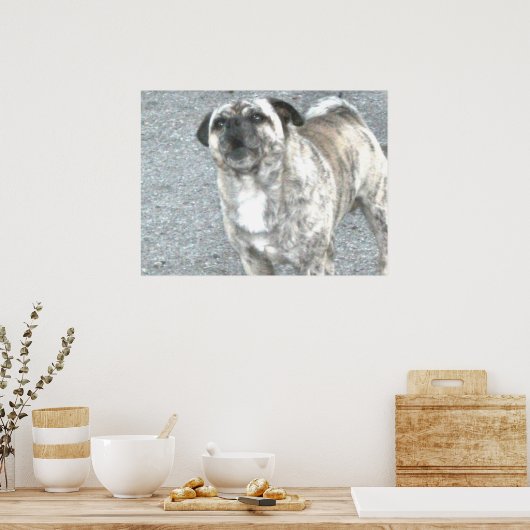 Barking Bull Dog Poster (Keuken)