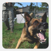 Barking German Shepherd Vierkante Sticker (Voorkant)