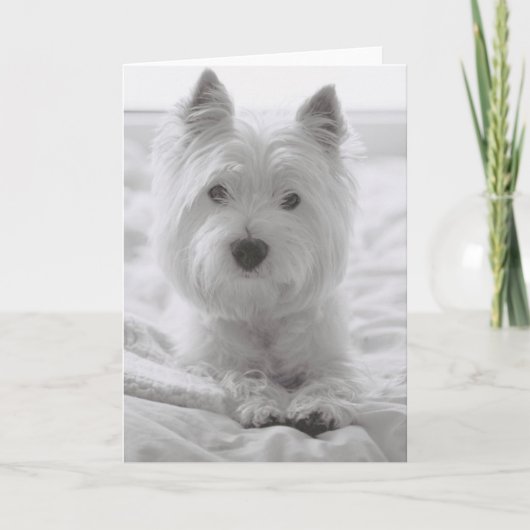 Barko in Bed Kaart (Voorkant)