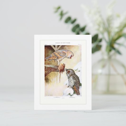 Barn and Long-ooreOwls Briefkaart (Staand voorkant)