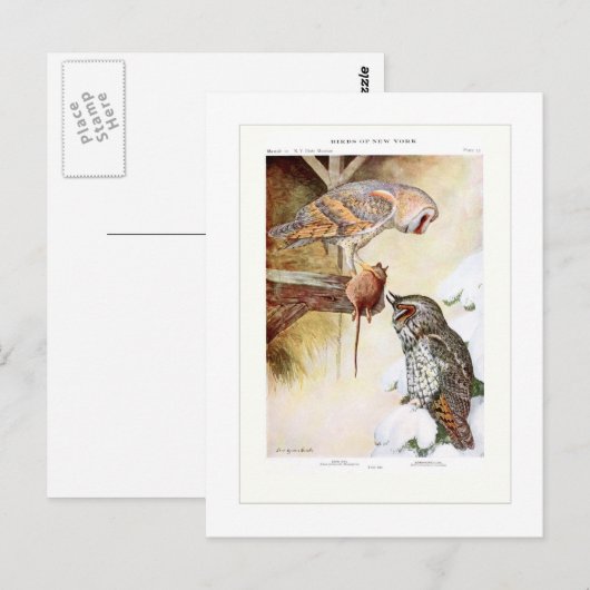 Barn and Long-ooreOwls Briefkaart (Voorkant / Achterkant)