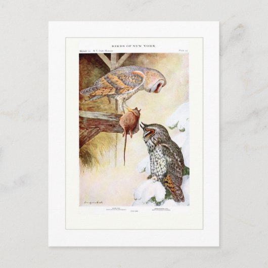 Barn and Long-ooreOwls Briefkaart (Voorkant)