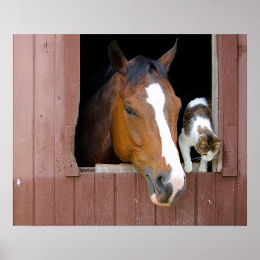 Barn Buddies Poster (Voorkant)
