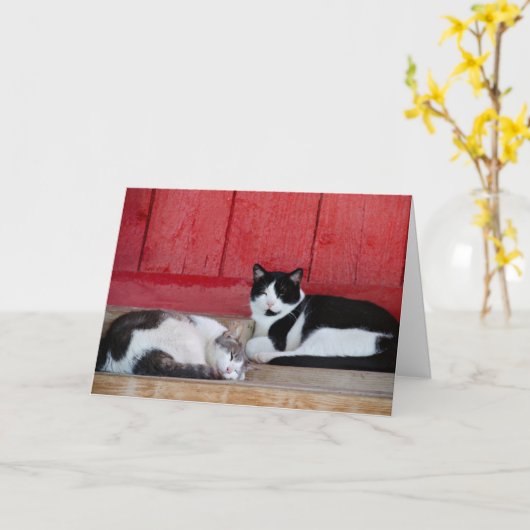 Barn Cat Birthday Kaart (Gele Bloem)