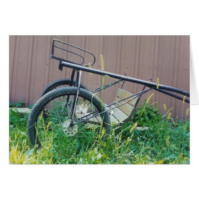 Barn Cat Kaart (Voorkant Horizontaal)