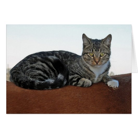 Barn Cat op paard (Voorkant Horizontaal)