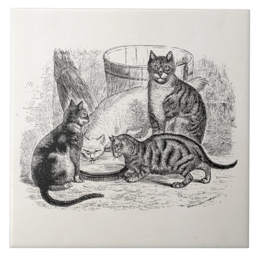  Barn Cats 1800s  de Sjabloon van de Illustratie v Tegeltje (Voorkant)