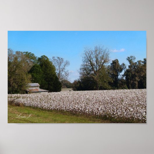 Barn en Cotton Field Canvas of Poster (Voorkant)
