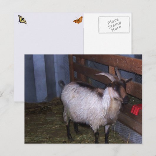 Barn Goat 4 Briefkaart (Voorkant / Achterkant)