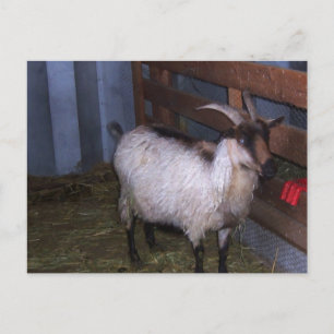 Barn Goat 4 Briefkaart