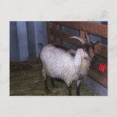 Barn Goat 4 Briefkaart (Voorkant)