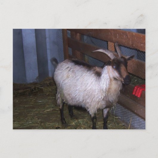 Barn Goat 4 Briefkaart (Voorkant)