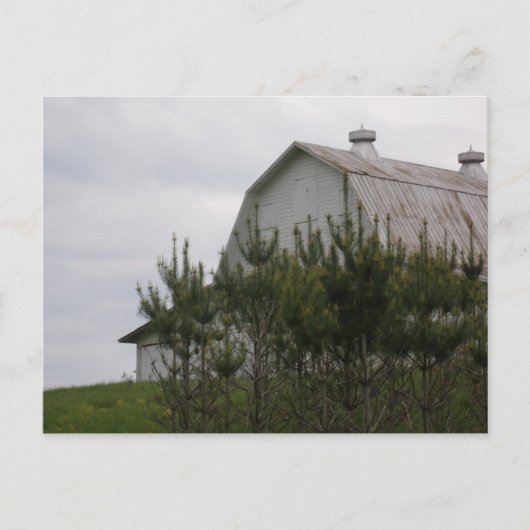 Barn Hiding Behind Pine Trees Briefkaart (Voorkant)