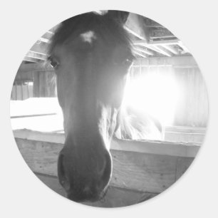 Barn Horse.Black en White Photography Ronde Sticker