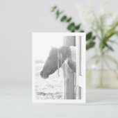 Barn Horse in Black and White Photography Briefkaart (Staand voorkant)