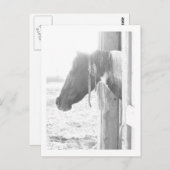Barn Horse in Black and White Photography Briefkaart (Voorkant / Achterkant)