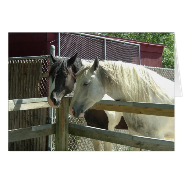 Barn Horses (Voorkant Horizontaal)