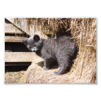 Barn Kitten Photo Foto Afdruk
