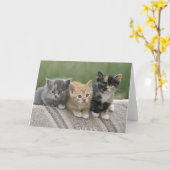 Barn Kittens op een paardenbanket Kaart (Gele Bloem)