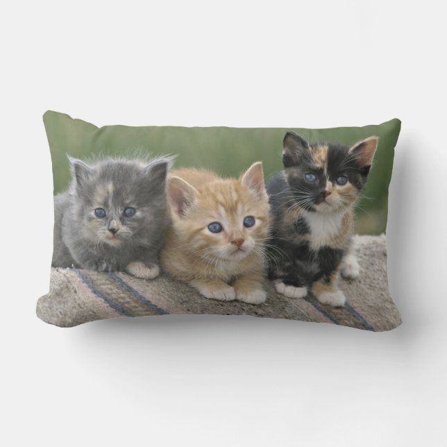 Barn Kittens op een paardenbanket Kussen (Voorkant)