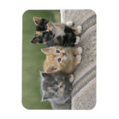 Barn Kittens op een paardenbanket Magneet (Verticaal)