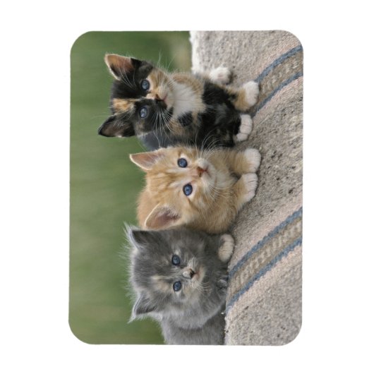 Barn Kittens op een paardenbanket Magneet (Verticaal)