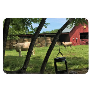 Barn & Koeien, Rural North Carolina Canvas Print Magneet