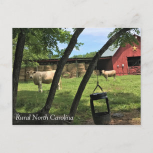 Barn & Koeien, Rural North Carolina Canvas Print P Briefkaart