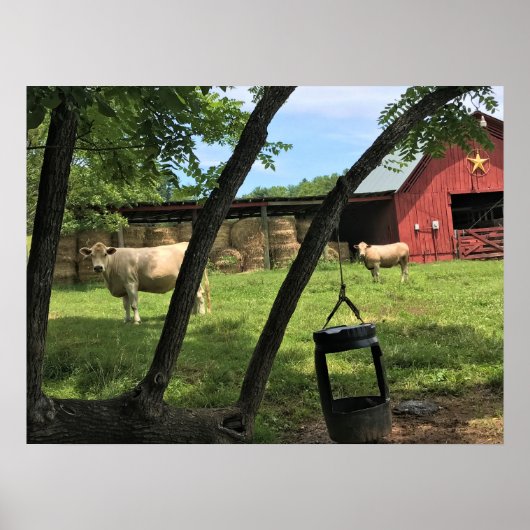 Barn & Koeien, Rural North Carolina Poster (Voorkant)