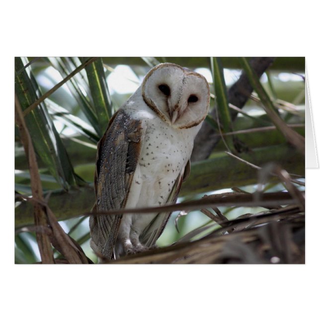 Barn Owl (Voorkant Horizontaal)