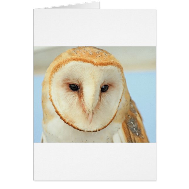 Barn Owl (Voorkant)