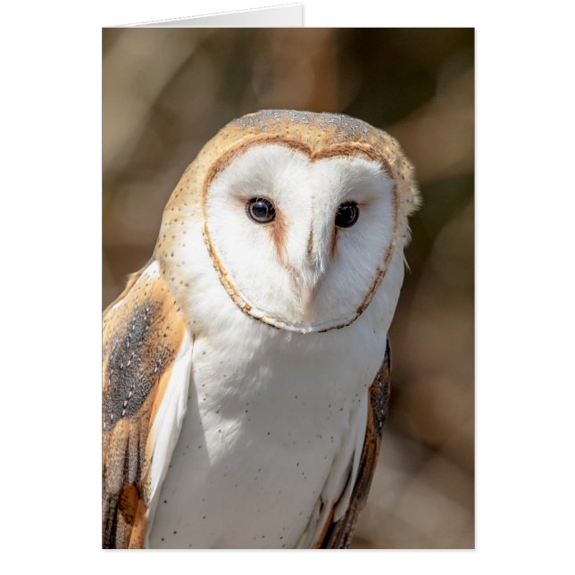 Barn Owl (Voorkant)