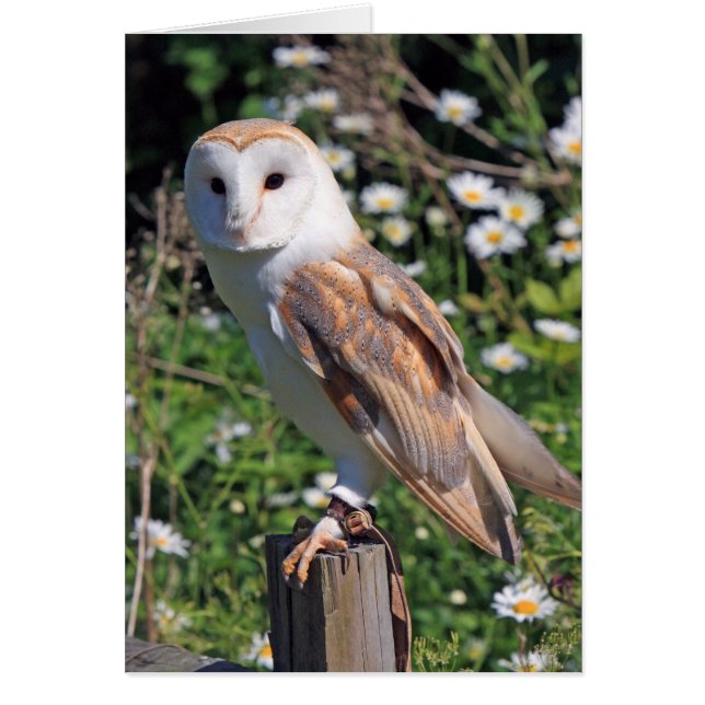 Barn Owl (Voorkant)