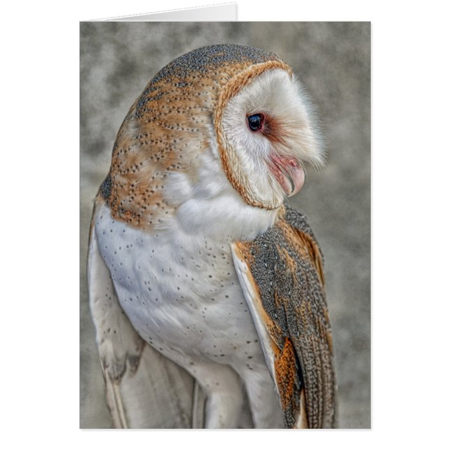 Barn Owl (Voorkant)