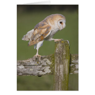 Barn Owl