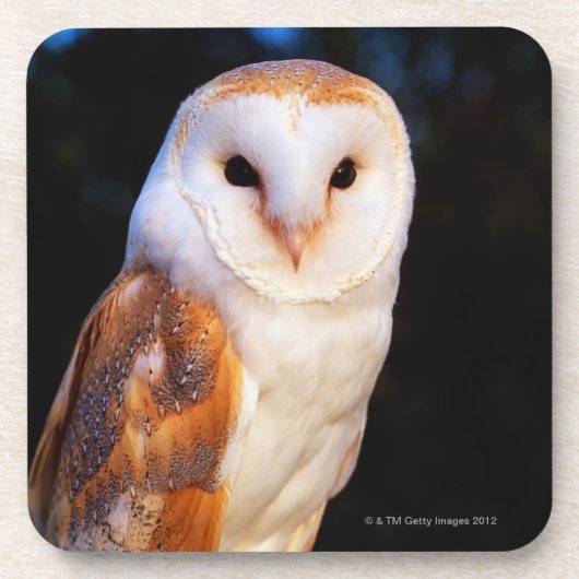 Barn Owl 2 Bier Onderzetter (Voorkant)