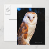 Barn Owl 2 Briefkaart (Voorkant / Achterkant)