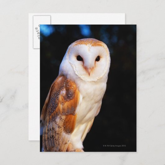Barn Owl 2 Briefkaart (Voorkant / Achterkant)
