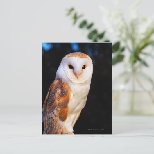 Barn Owl 2 Briefkaart (Staand voorkant)