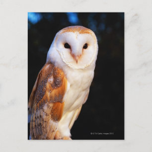 Barn Owl 2 Briefkaart
