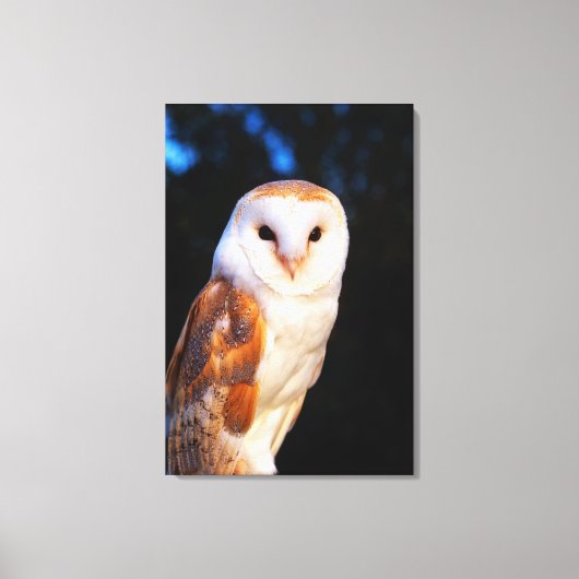 Barn Owl 2 Canvas Afdruk (Voorkant)