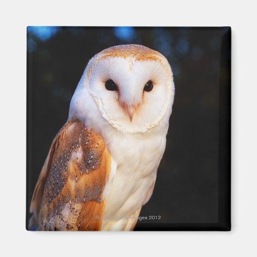 Barn Owl 2 Magneet (Voorkant)