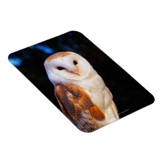 Barn Owl 2 Magneet (Rechterzijde)
